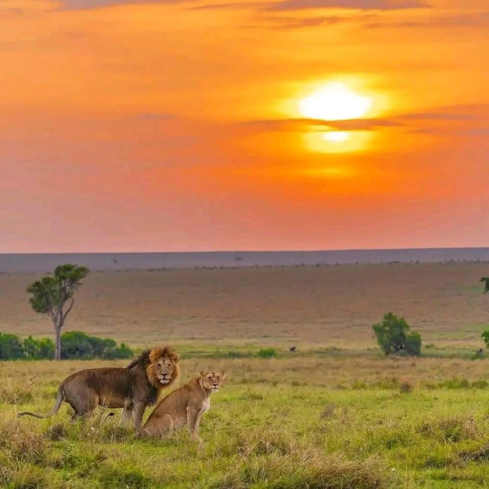 Serengeti